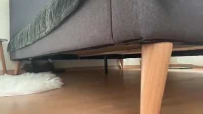 Spider kitty!!