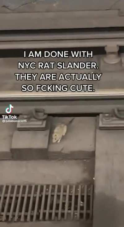 Rats of New York at work again