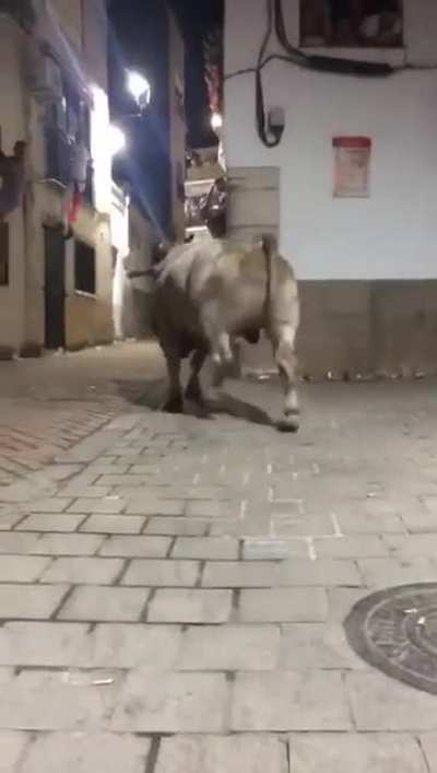 There’s a bull coming