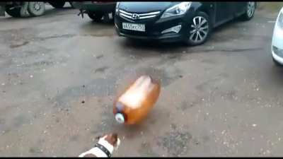 (i don't condemn animal cruelty but this shit funny)