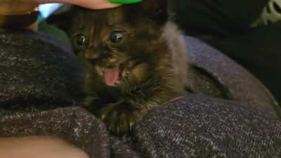 I had to share the best video I'll ever take of Velvet. Those tiny eyes get me!!