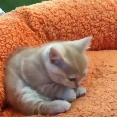 Cutie Cootiy