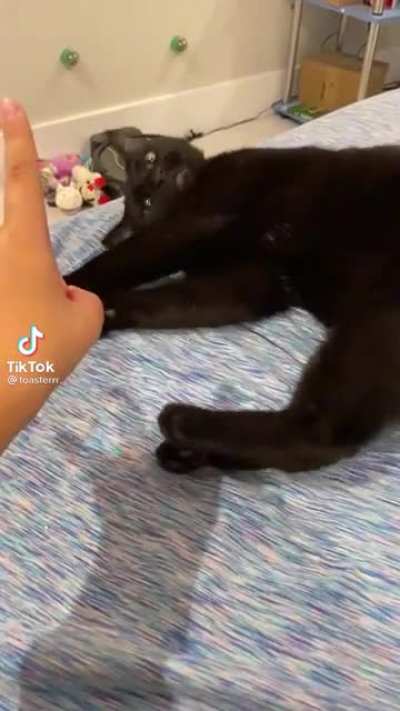 Meow