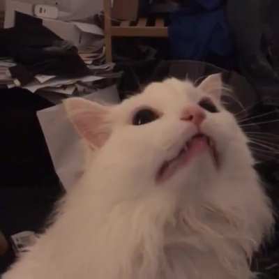 the beatings will continue until meowrale improves