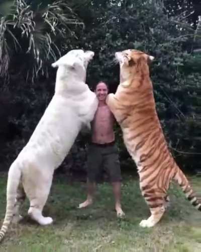 The way this dude feeds those tigers