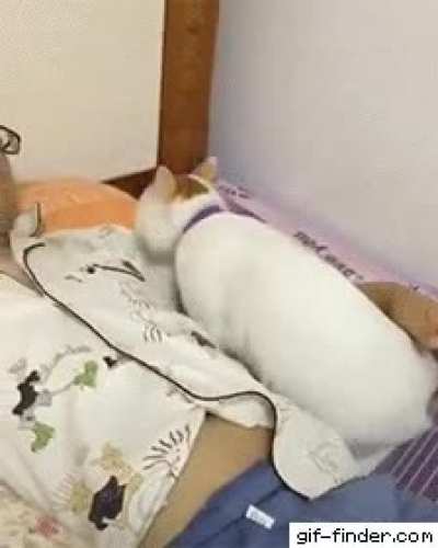 I love my hooman