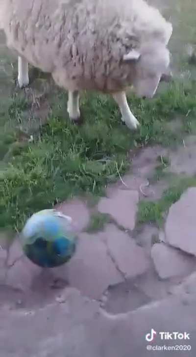 Messirve?