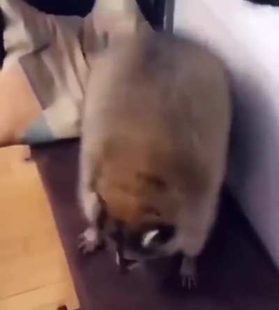 It is real Raccoon Posting Hours (day 3)
