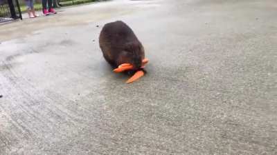 Framed the cuteness of that beaver