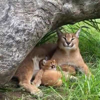 Copycat