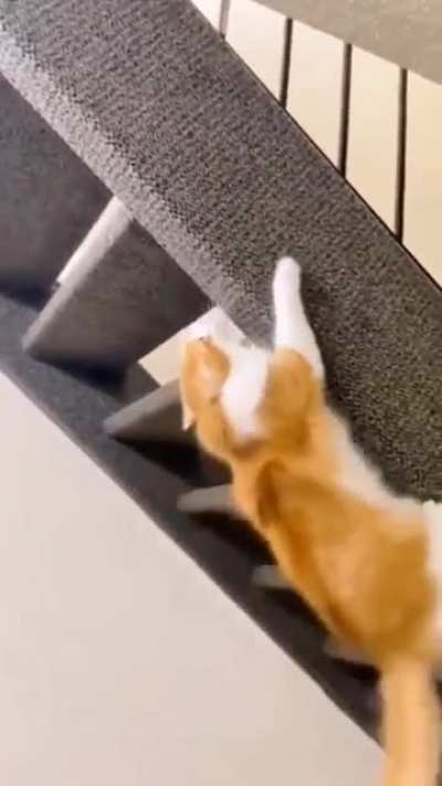 Aspiring ninja