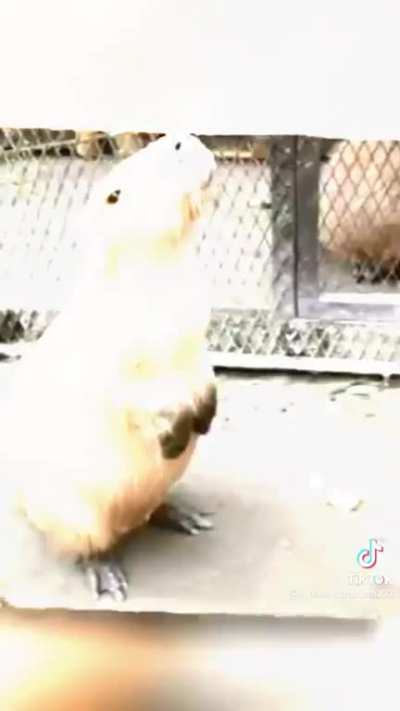 Capibara