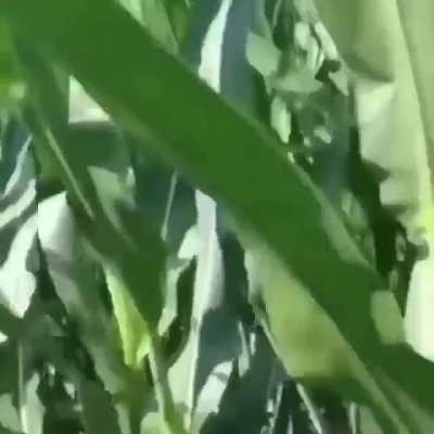 Corn