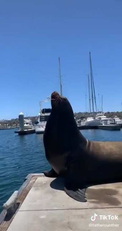 What a cute dog