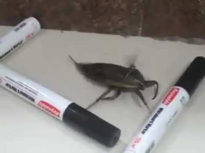 *Suddenly flies*