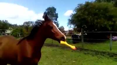 Horse With Chicken Toy