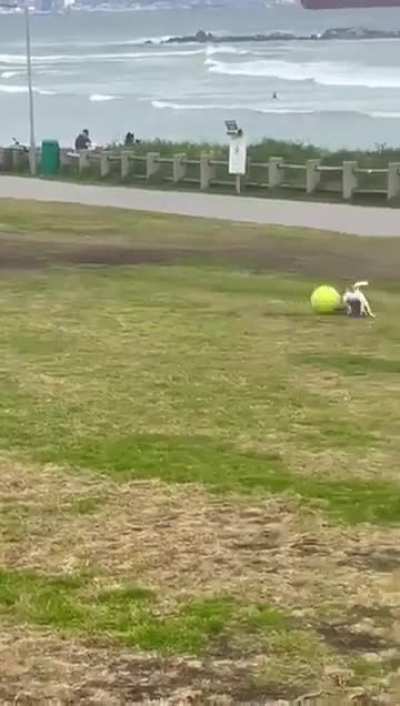 the big wunk.... HASS the ball