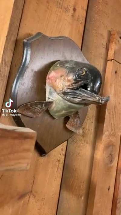 Wanna go fishing?
