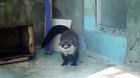 This otter knows how to dance