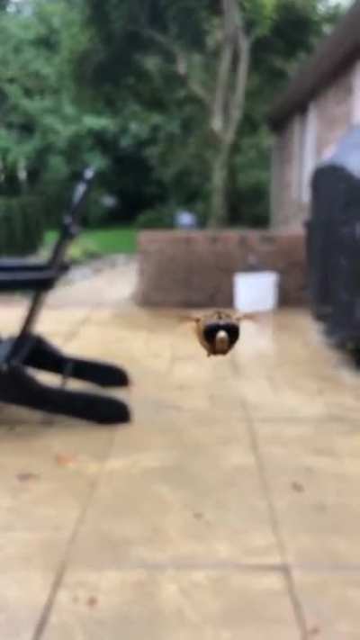 Friendly bee?