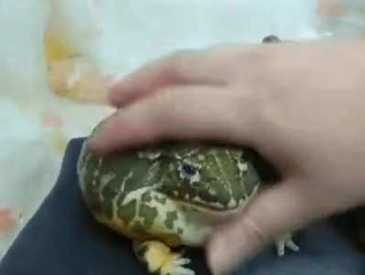 Pet Da Forg