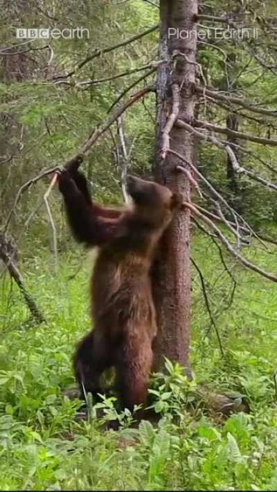 Scratchin’