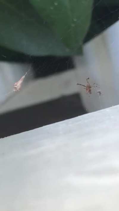 Anyone know the name of this porch bro