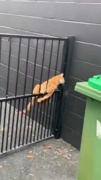 Грация кошки