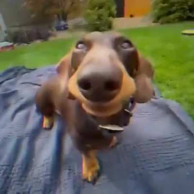 Hound