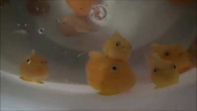 Lumpsuckers are so named because they have modified pelvic fins that have evolved into adhesive discs, 