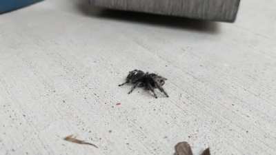 Poor bold jumper is either hurt or got into some insecticide eating this dead moth. I fed her/him a live moth afterwards.
