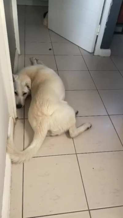 My husband insists she is a clever dog…