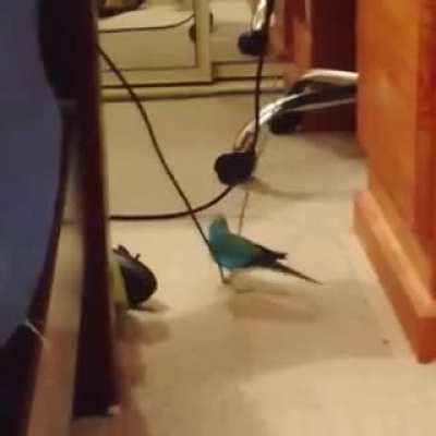 Bird does a faceplant
