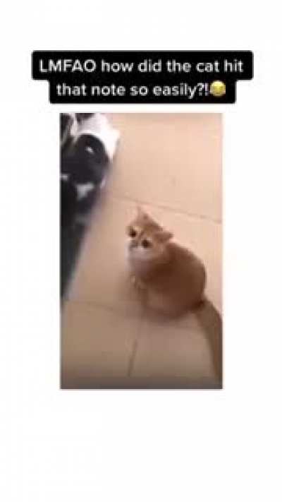 hungry cat
