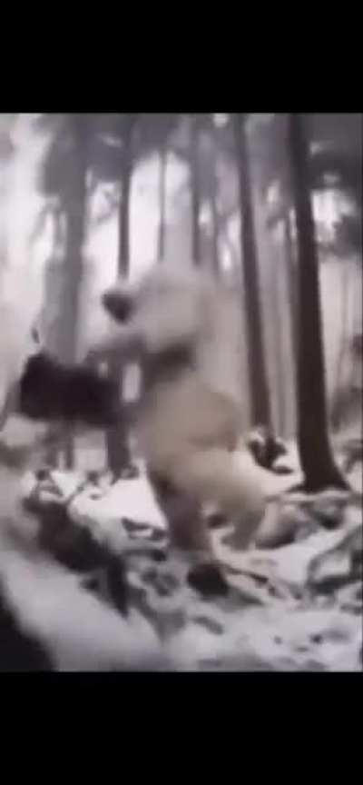 bigfoot real footage