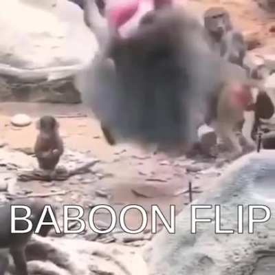 Mono giro baja resolución jaja ríanse 😎