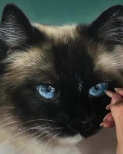 Hyper realistic cat portrait