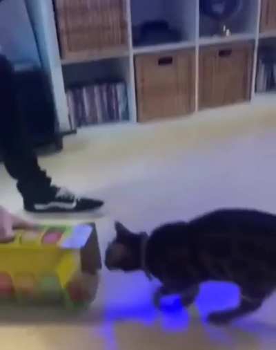 Get in your box 🐈‍⬛