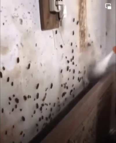 cursed_insecticides