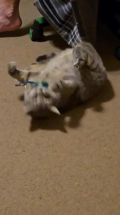 She has the strongest orange cat vibes