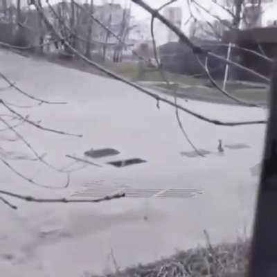 Poor mama duck