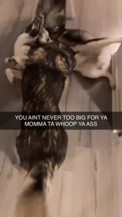 woof irl