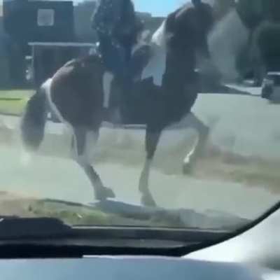 Chad horse showing off it's fancy dance moves