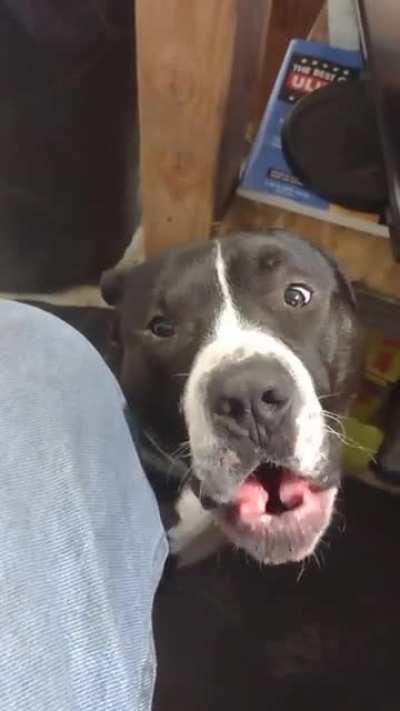 this is Micky, he thinks that my muffin is his even though I already gave him his own