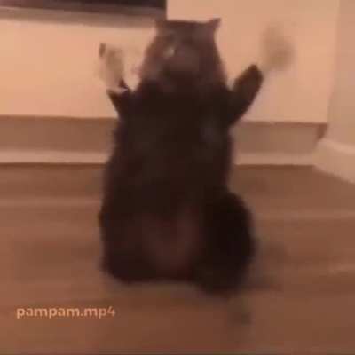 gato