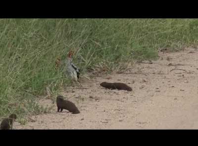 mongoose playing dead in front of a hornbill