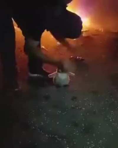 baila pingui