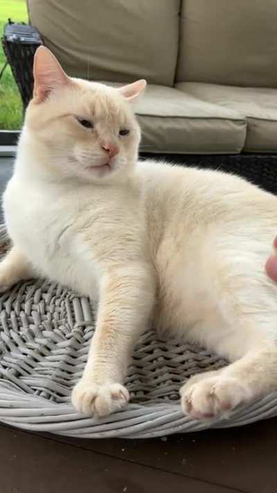 Yeti’s only red flag… does not want a belly rub.