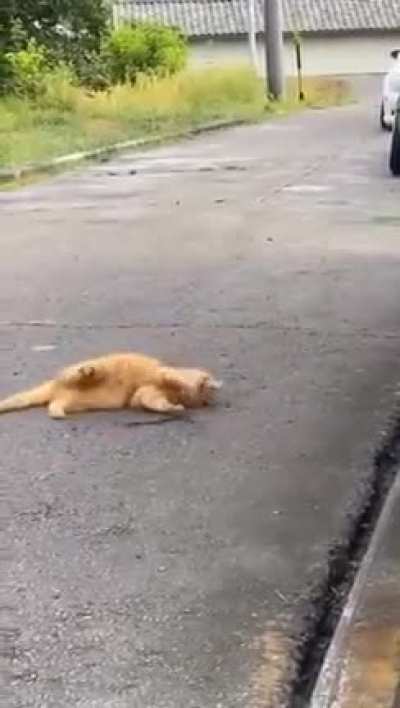 Just a cat playing with a noodle snake
