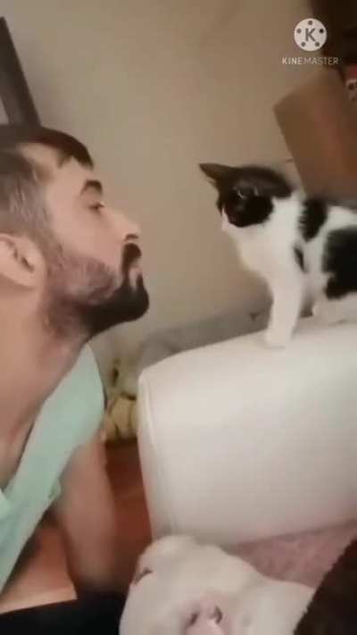 when cats get out of character